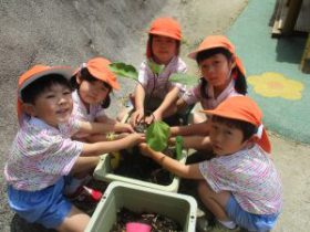 野菜の苗植えをしました!!(年長組)